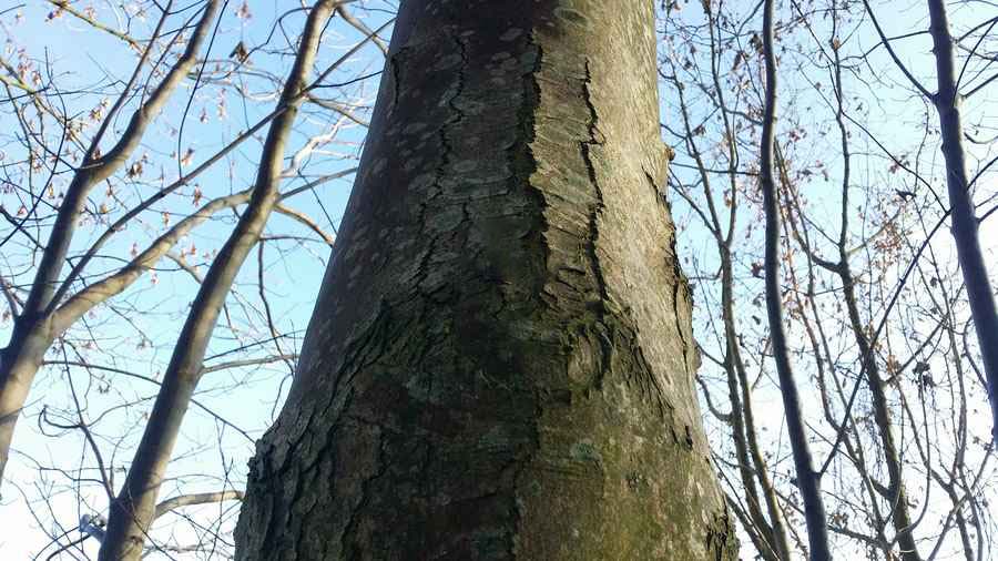 Baumkontrolle am Stamm eines alten Baums