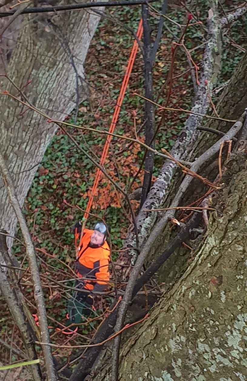 Baumpfleger sichert mit Seilklettertechnik im Baum