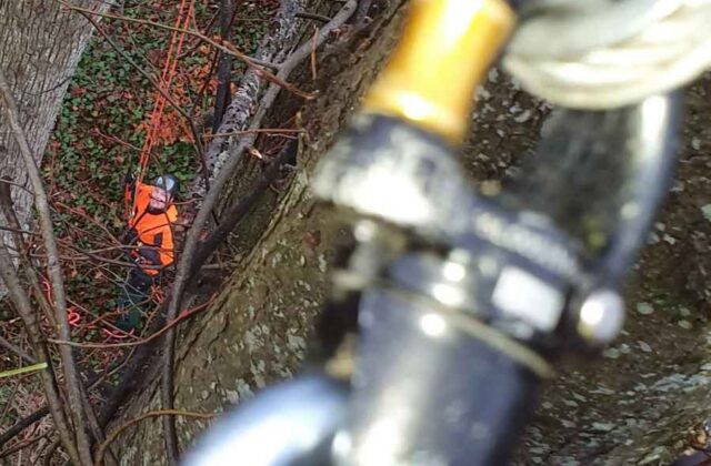 Aufstieg in den Baum mit Seilklettertechnik