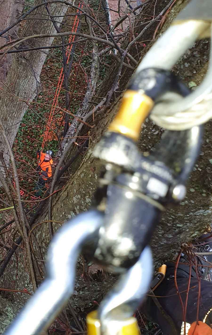 Aufstieg in den Baum mit Seilklettertechnik