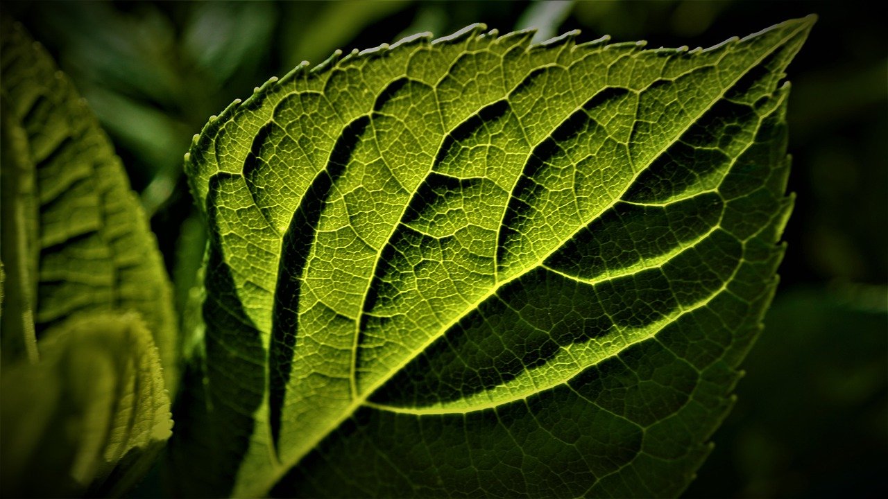 Frisches Grün – Baum- und Gartenpflege von Grüneffekt